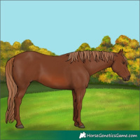 Horse Color:Chestnut 
