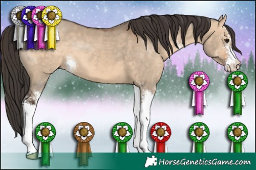 Horse Color:Bay Dun Sabino 