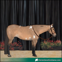 Horse Color:White Spotted Bay Dun 