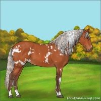 Horse Color:White Spotted Silver Bay 
