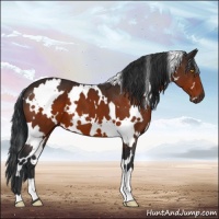 Horse Color:White Spotted Brown 