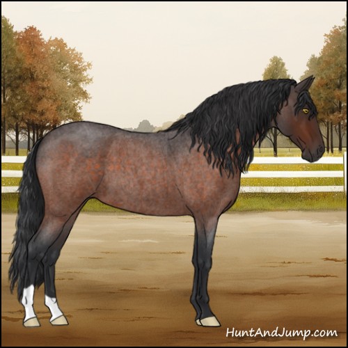 Horse Color:Brown Roan