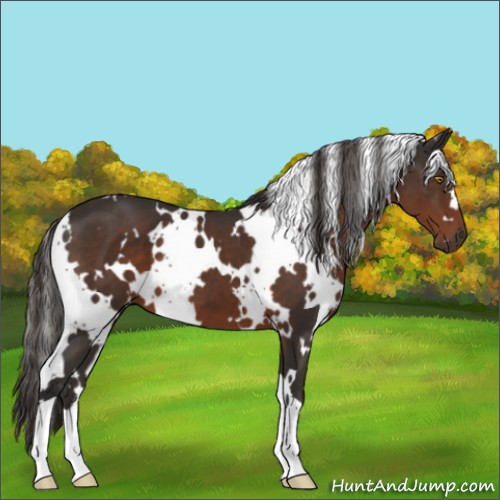 Horse Color:White Spotted Liver Chestnut 