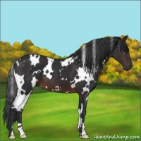 Horse Color:White Spotted Brown 