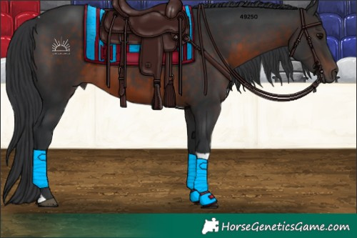 Horse Color:Brown Tobiano 