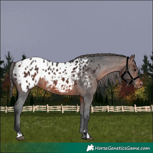 Horse Color:Brown Appaloosa and Brown Appaloosa
