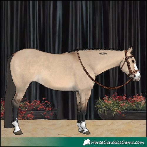 Horse Color:Bay Dun 