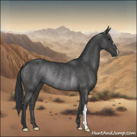 Horse Color:Black Rabicano 