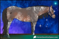 Horse Color:Bay Ice Rabicano 