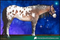 Horse Color:Brown Ice Sabino Appaloosa 