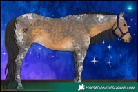 Horse Color:Buckskin Ice Sabino Rabicano