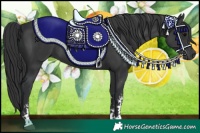 Horse Color:Black Sabino Rabicano 