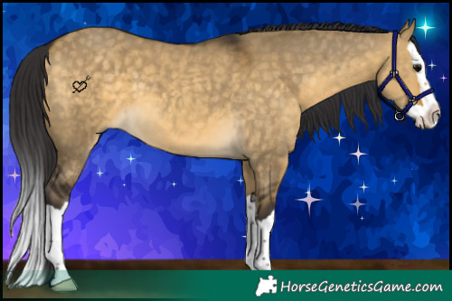 Horse Color:Buckskin Dun Splash 