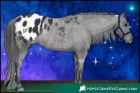 Horse Color:Brown Appaloosa Rabicano 