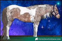 Horse Color:Liver Chestnut Ice Tobiano Appaloosa Rabicano 
