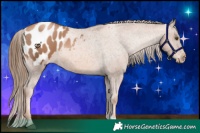 Horse Color:Liver Chestnut Pearl Blanket 
