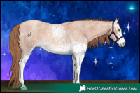 Horse Color:White Spotted Gold Champagne Roan 