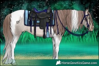 Horse Color:Sable Champagne Dun Tobiano Varnish 