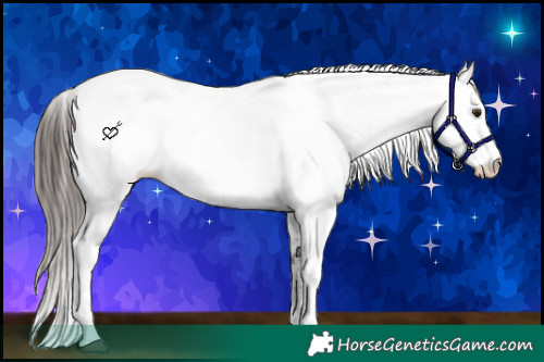 Horse Color:White Spotted Liver Chestnut Appaloosa 