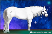 Horse Color:White Spotted Liver Chestnut Appaloosa 