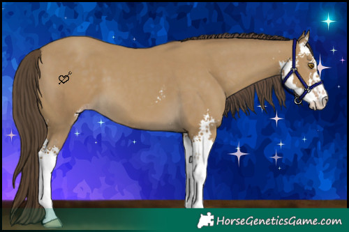 Horse Color:Classic Cream Champagne Sabino