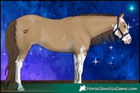 Horse Color:Classic Cream Champagne Sabino 