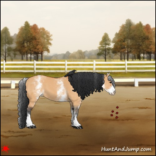Horse Color:White Spotted Bay Dun