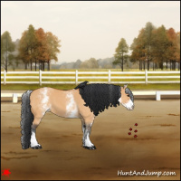 Horse Color:White Spotted Bay Dun
