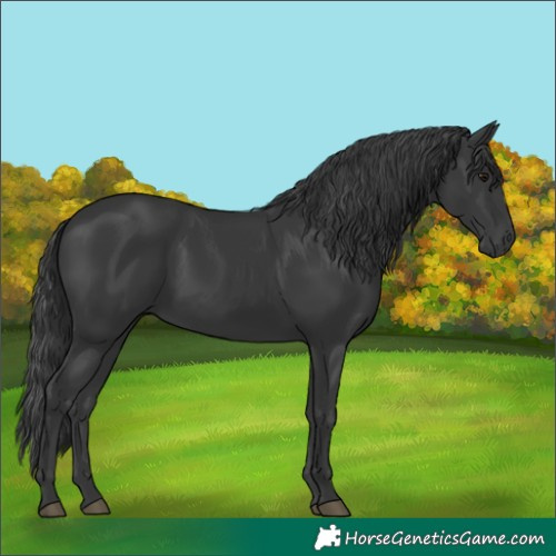 Horse Color:Black 