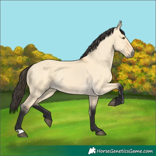 Horse Color:Buckskin Dun 