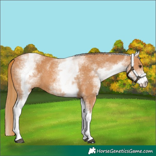 Horse Color:White Spotted Chestnut 