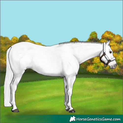 Horse Color:Gray Red Dun 