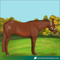 Horse Color:Chestnut 