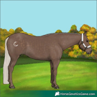 Horse Color:Silver Black 