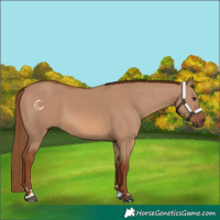 Horse Color:Red Dun 