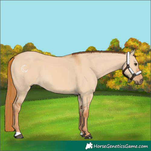 Horse Color:Red Dun
