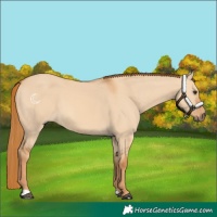 Horse Color:Red Dun 