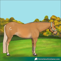 Horse Color:Palomino 