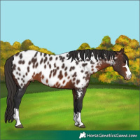 Horse Color:Brown Appaloosa 