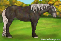 Horse Color:Gray Midnight Silver Amber Champagne Ice