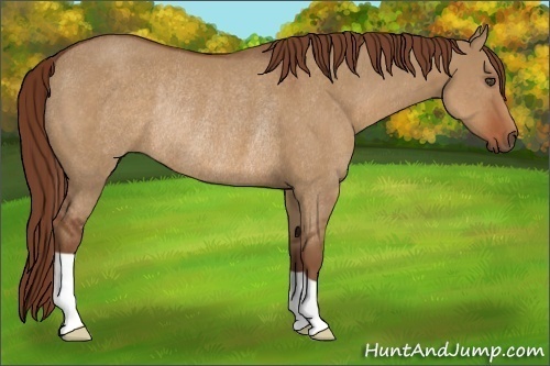 Horse Color:Red Dun Frame Rabicano