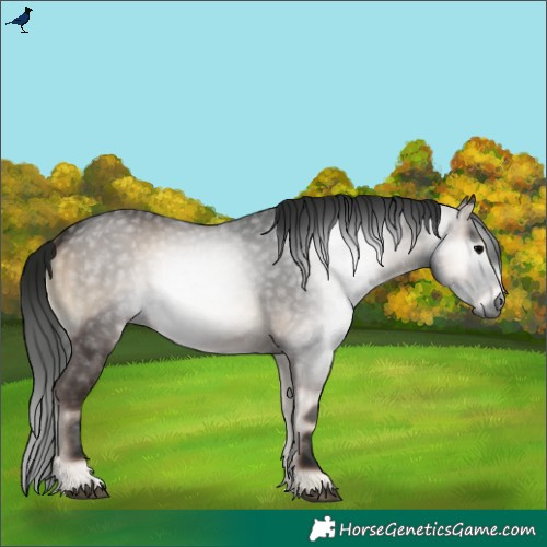 Horse Color:Gray Blue Onyx