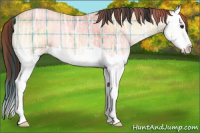 Horse Color:Plaid  Amber Champagne Ice Onyx Splash 