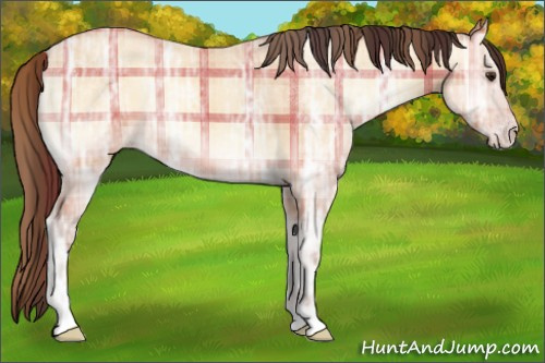 Horse Color:Plaid Amber Champagne Ice Onyx Rabicano
