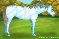 Horse Color:Thunderstruck White Spotted Midnight Gold Champagne Ice Onyx Frame Rabicano 