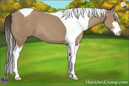 Horse Color:Classic Champagne Sabino Tobiano