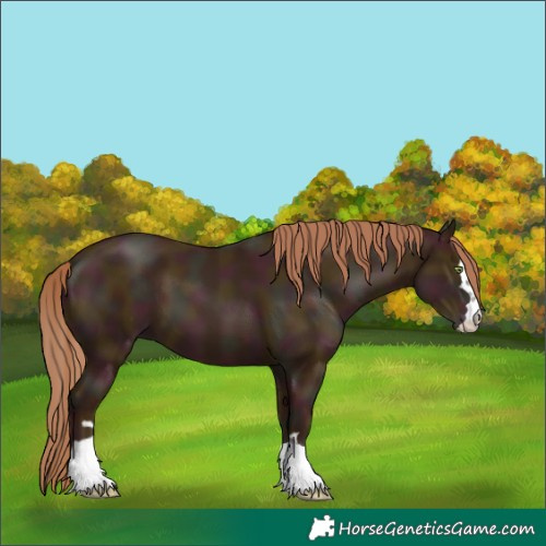 Horse Color:Midnight Gold Champagne 