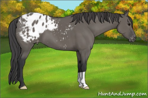 Horse Color:Grullo Appaloosa 