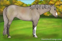 Horse Color:Silver Grullo 