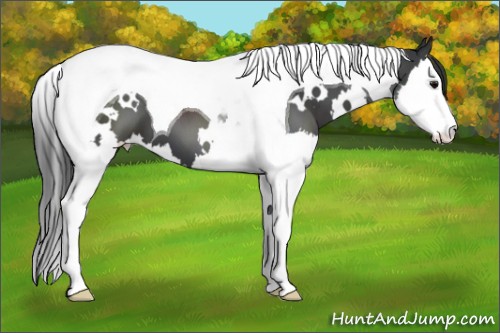 Horse Color:White Spotted Black Splash Tobiano 